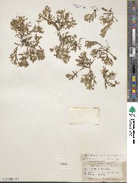 Montia chamissoi image