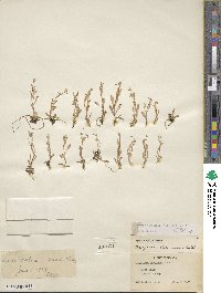 Montia chamissoi image