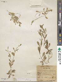 Montia chamissoi image