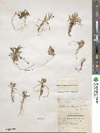 Montia chamissoi image