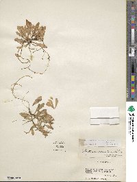 Montia chamissoi image