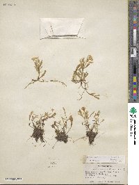 Montia chamissoi image