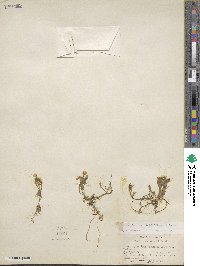 Montia chamissoi image