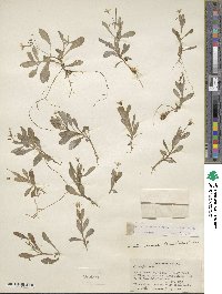 Montia chamissoi image