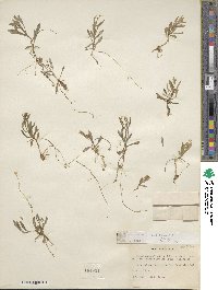 Montia chamissoi image
