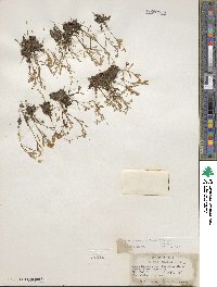 Montia chamissoi image