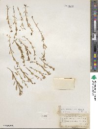 Montia chamissoi image