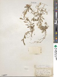 Montia chamissoi image