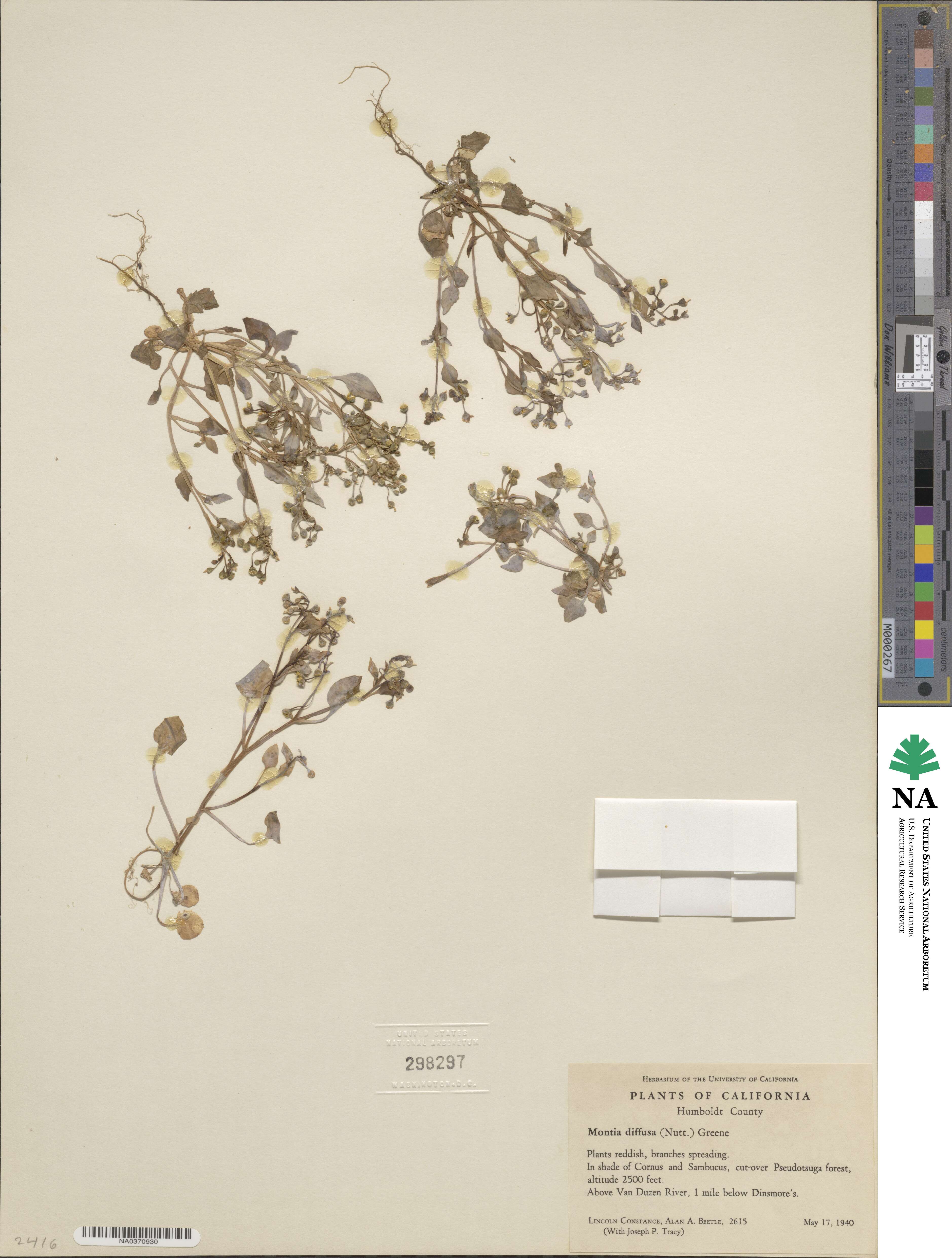 Montia diffusa image