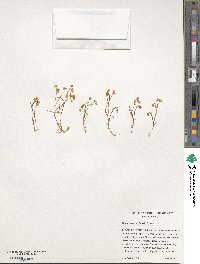 Montia linearis image