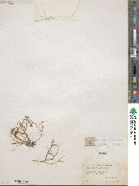Montia linearis image