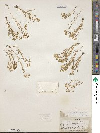 Montia linearis image