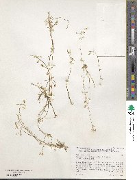 Montia parvifolia image