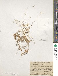 Montia parvifolia image