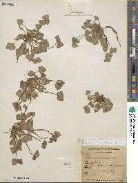 Claytonia perfoliata image