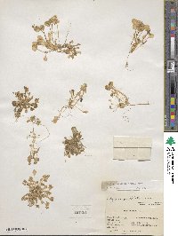 Claytonia perfoliata image