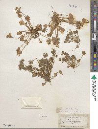 Claytonia perfoliata image