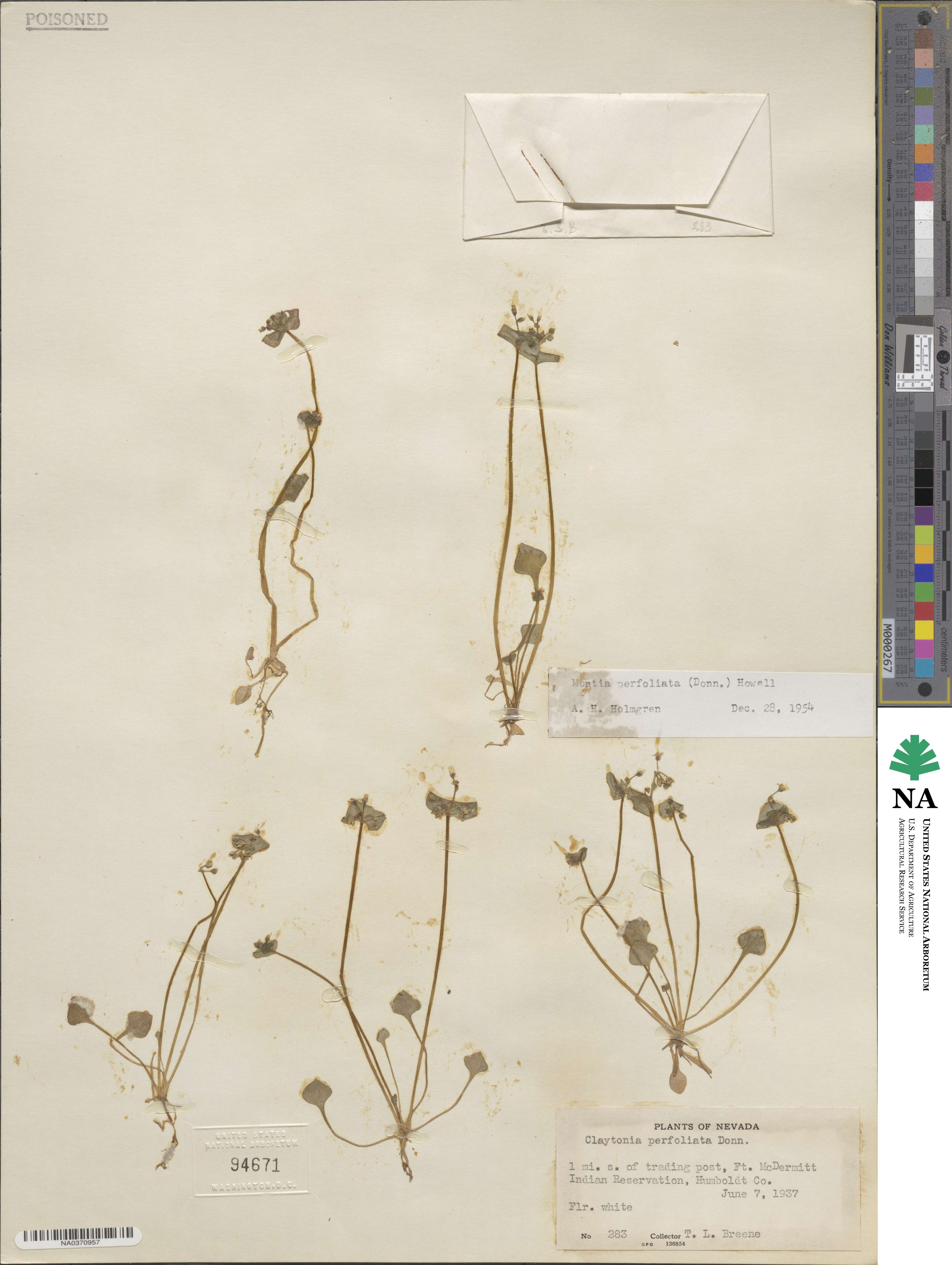Claytonia image