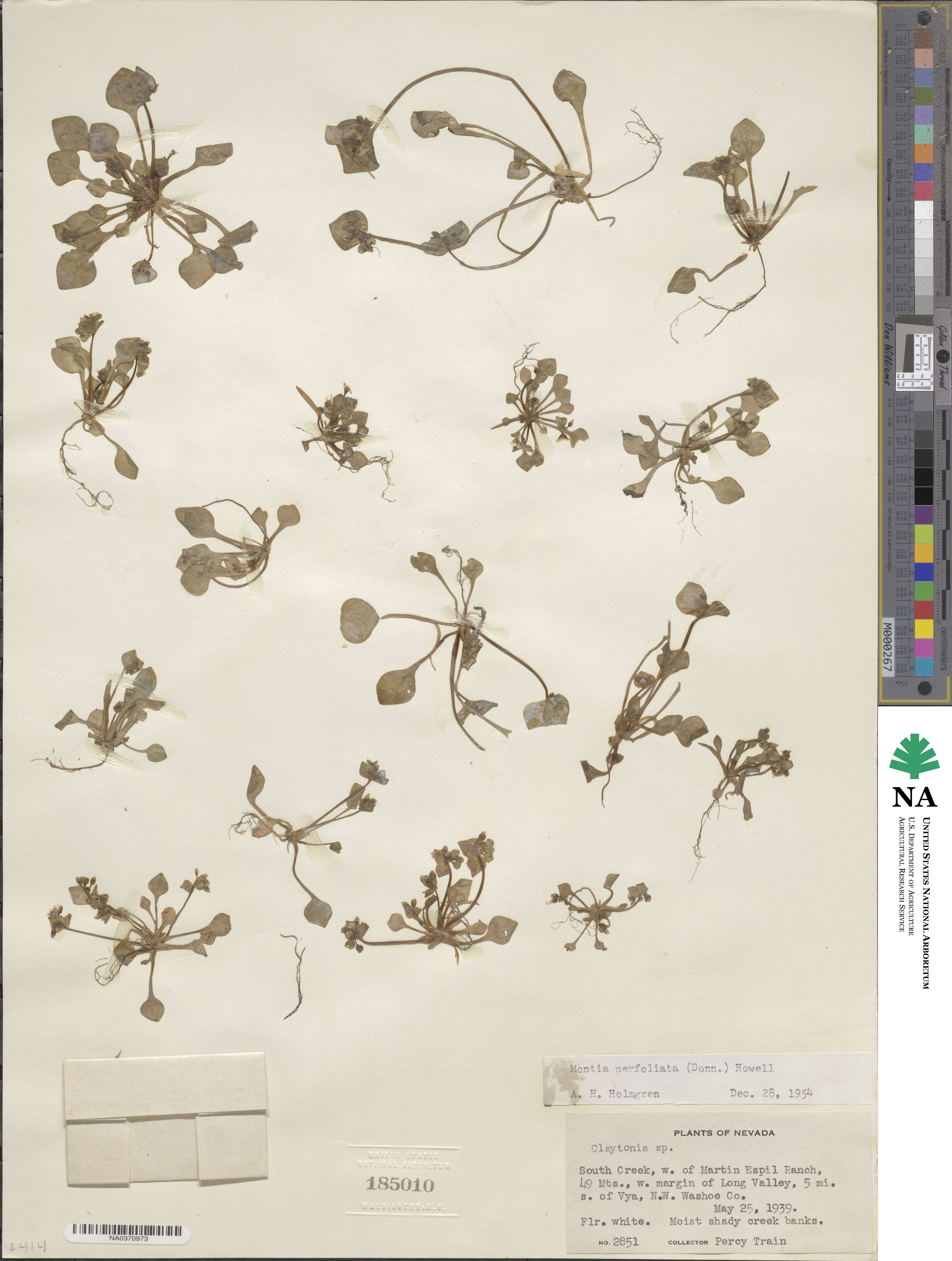 Claytonia perfoliata subsp. perfoliata image