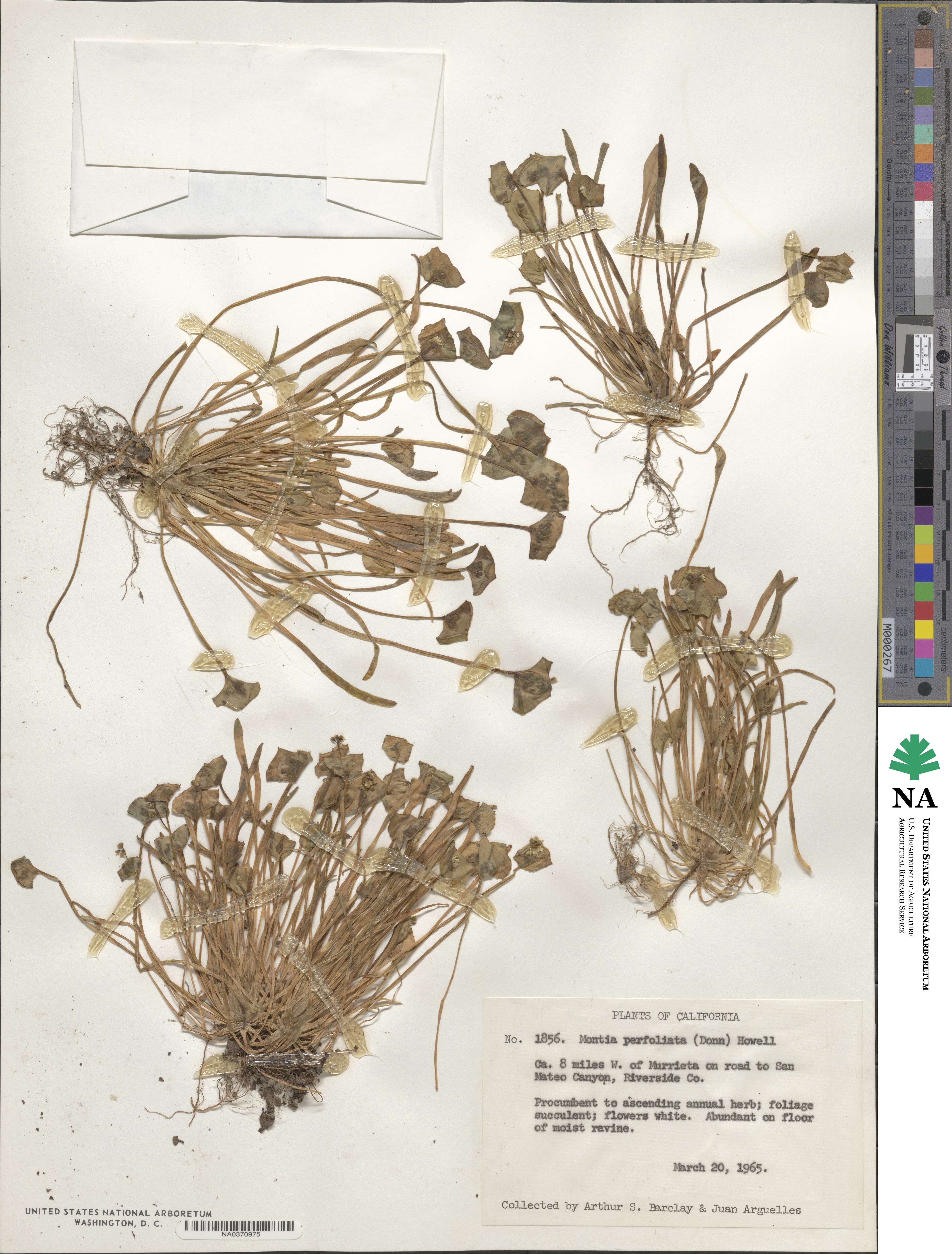 Claytonia perfoliata image