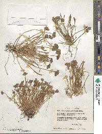 Claytonia perfoliata image