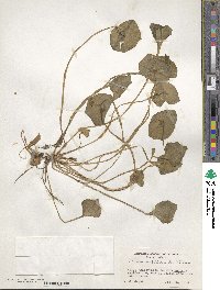 Claytonia perfoliata image