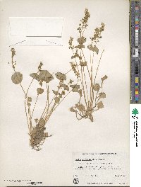 Claytonia perfoliata image