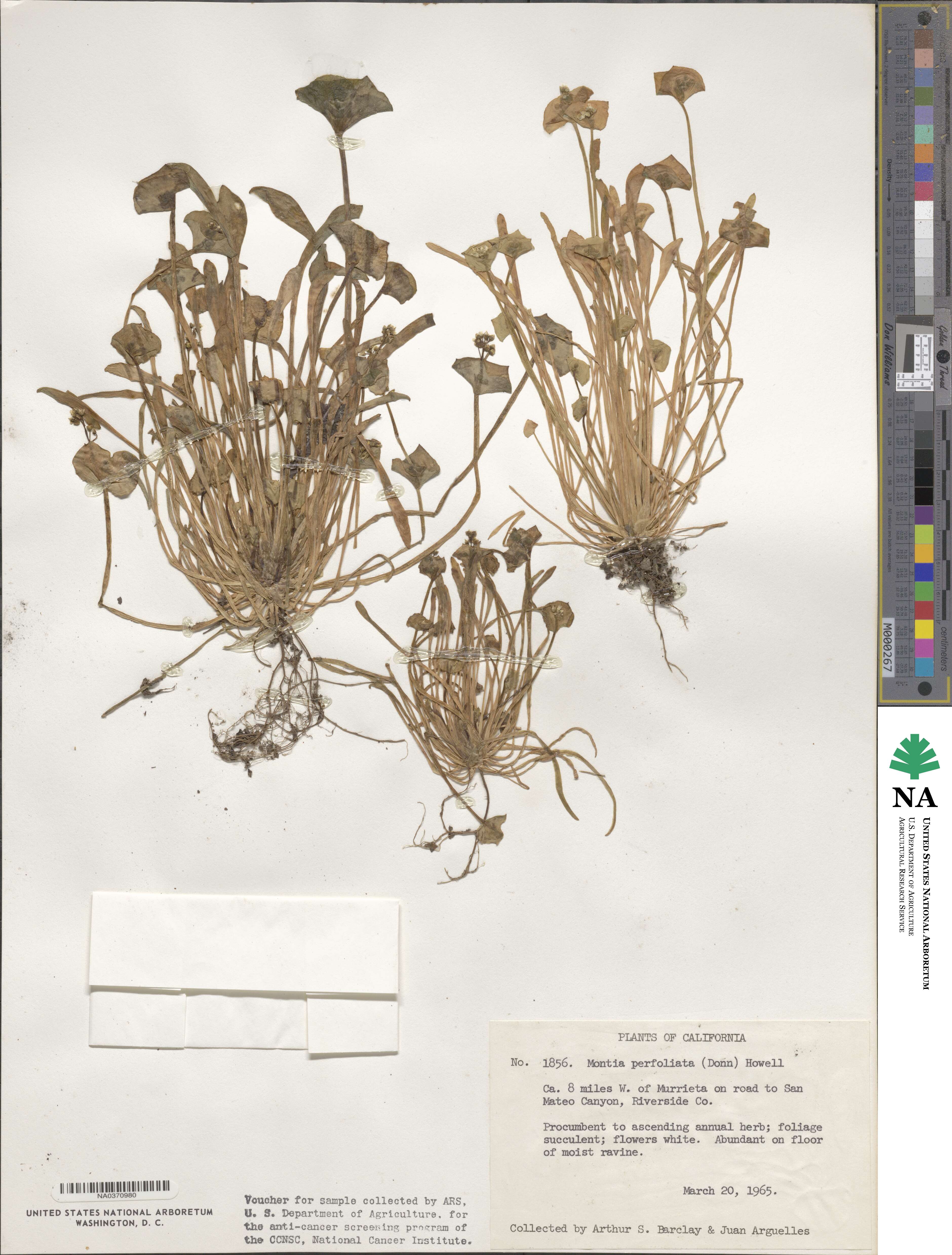 Claytonia perfoliata image