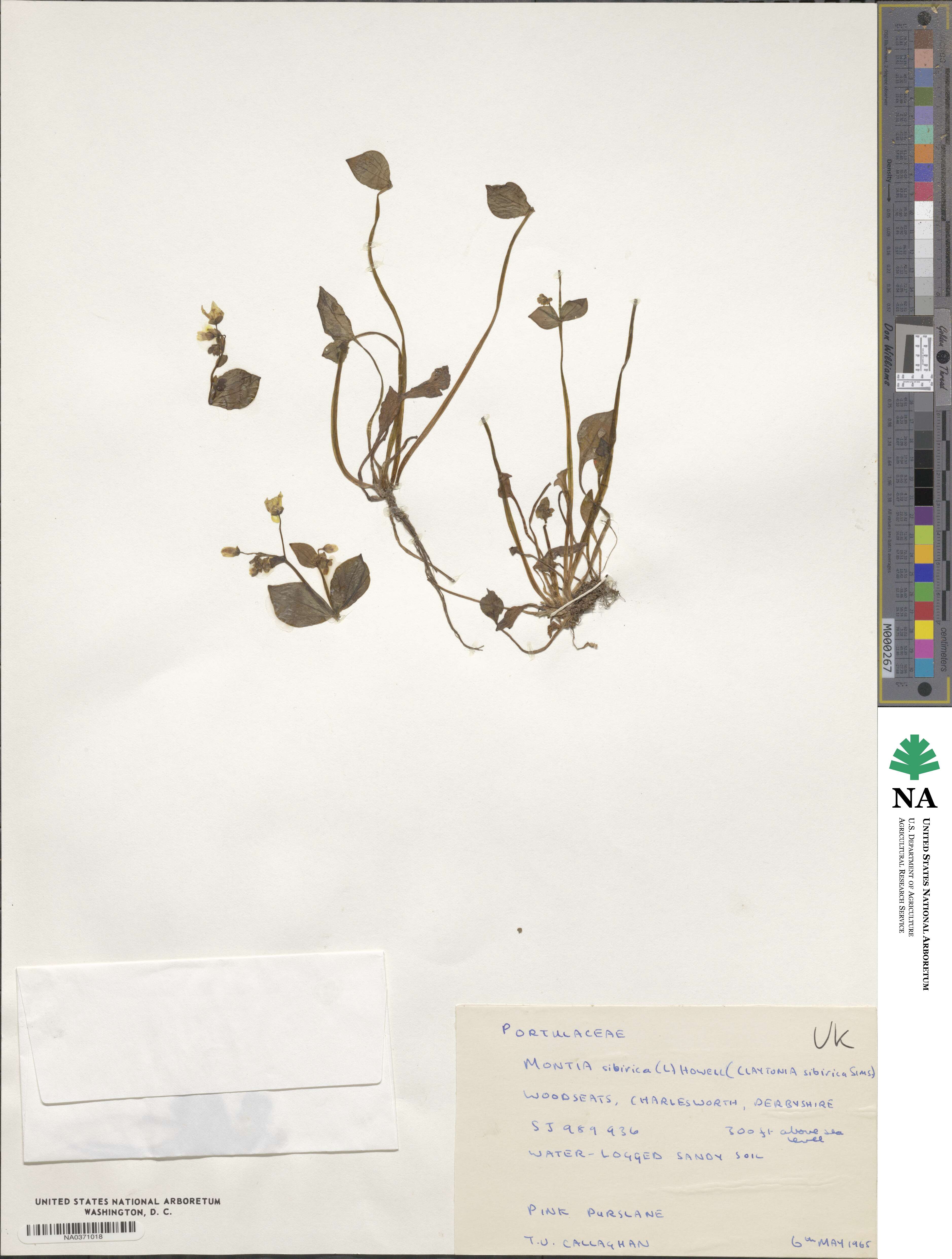 Claytonia sibirica image