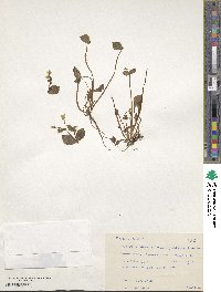 Claytonia sibirica image