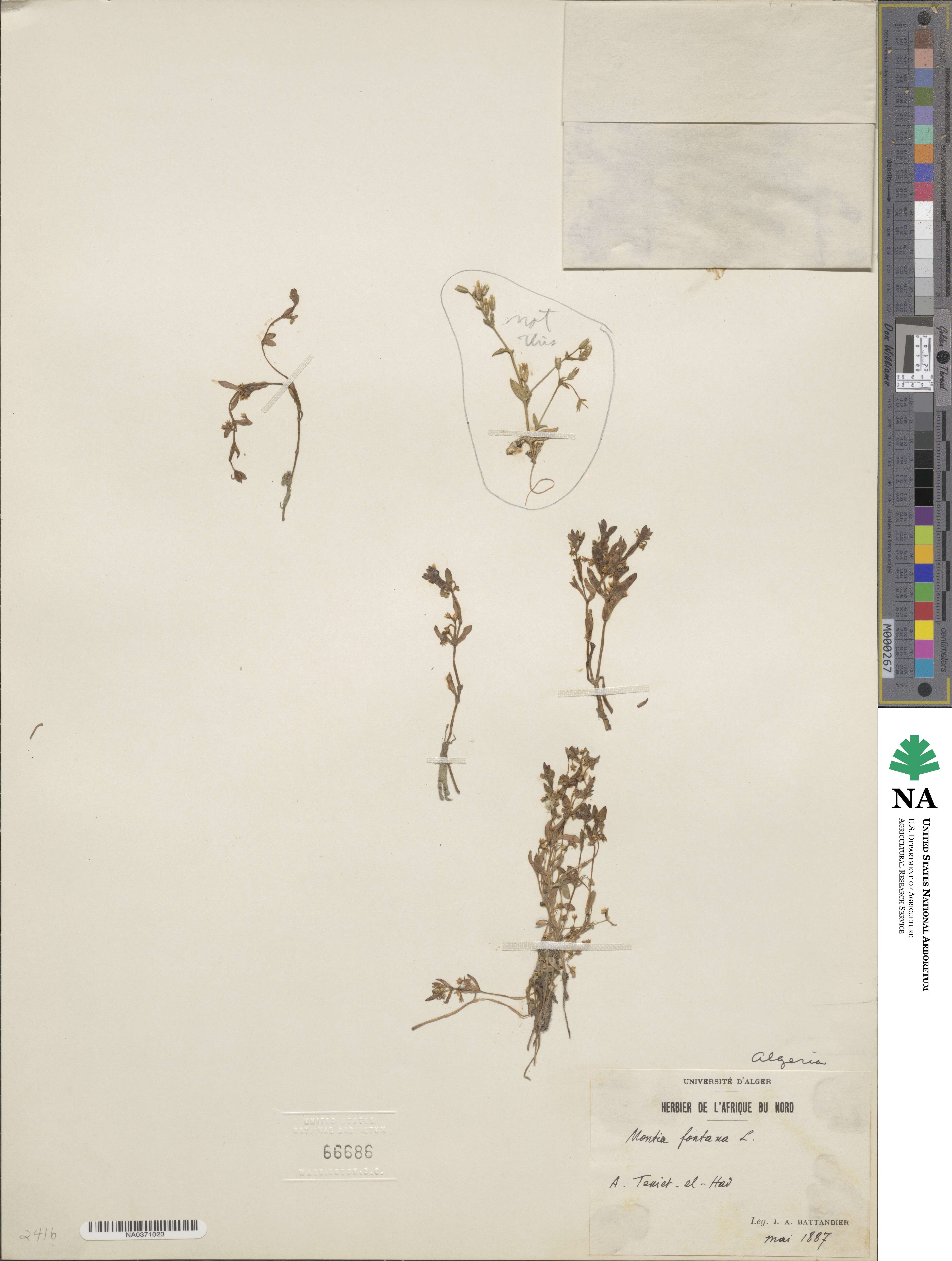 Montia fontana image