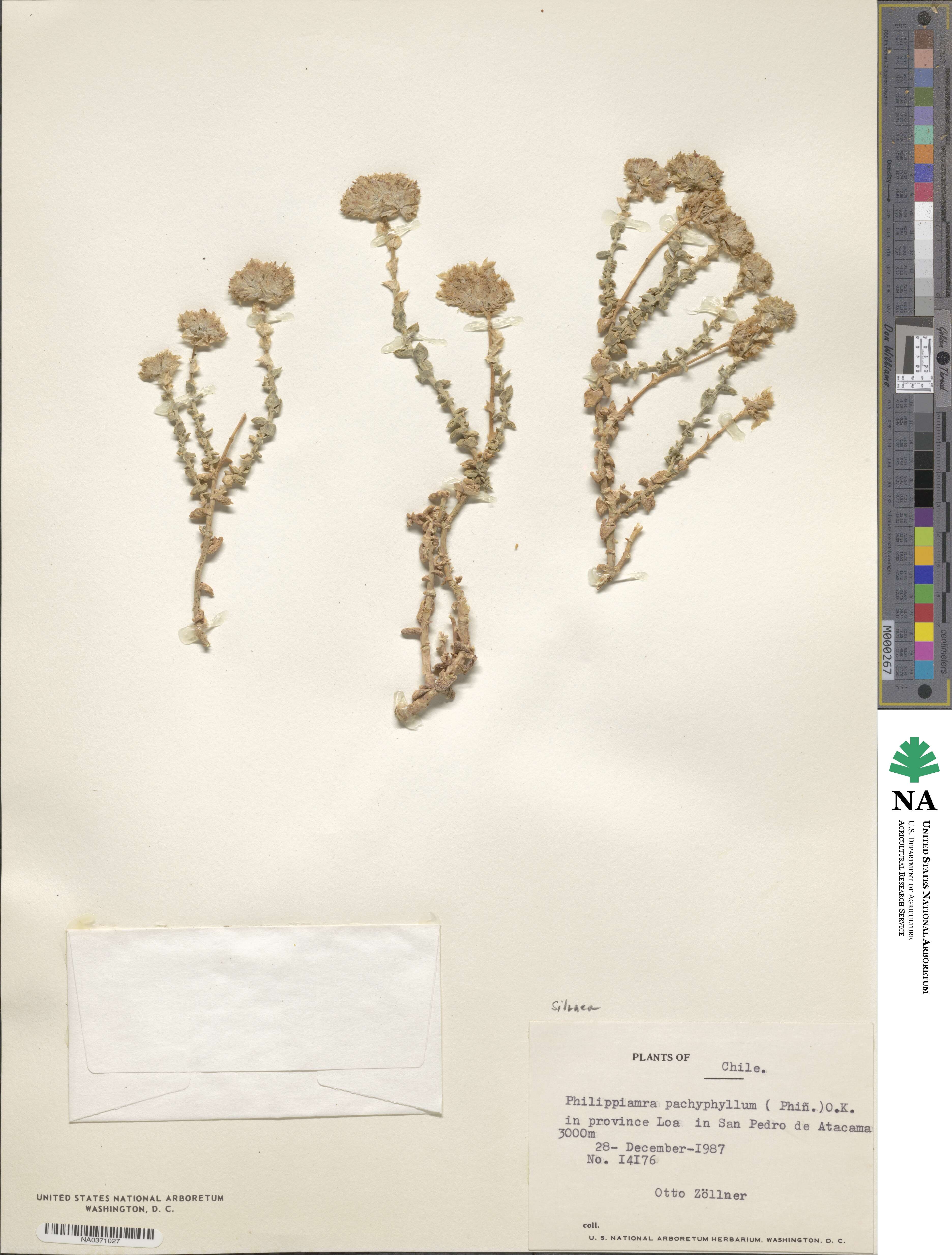 Philippiamra image