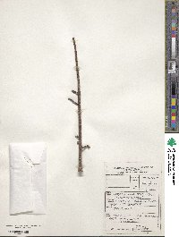 Portulacaria afra image