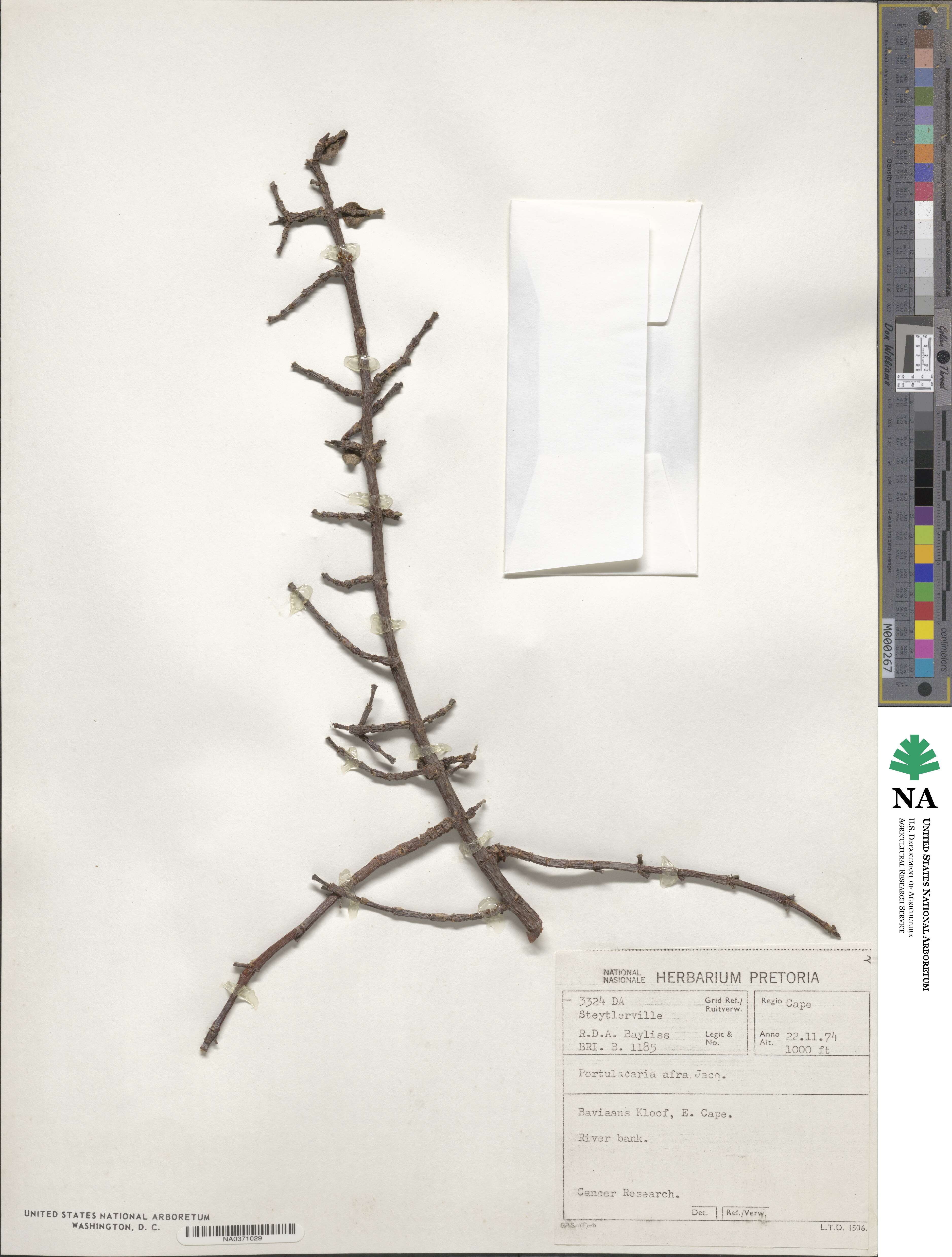 Portulacaria image