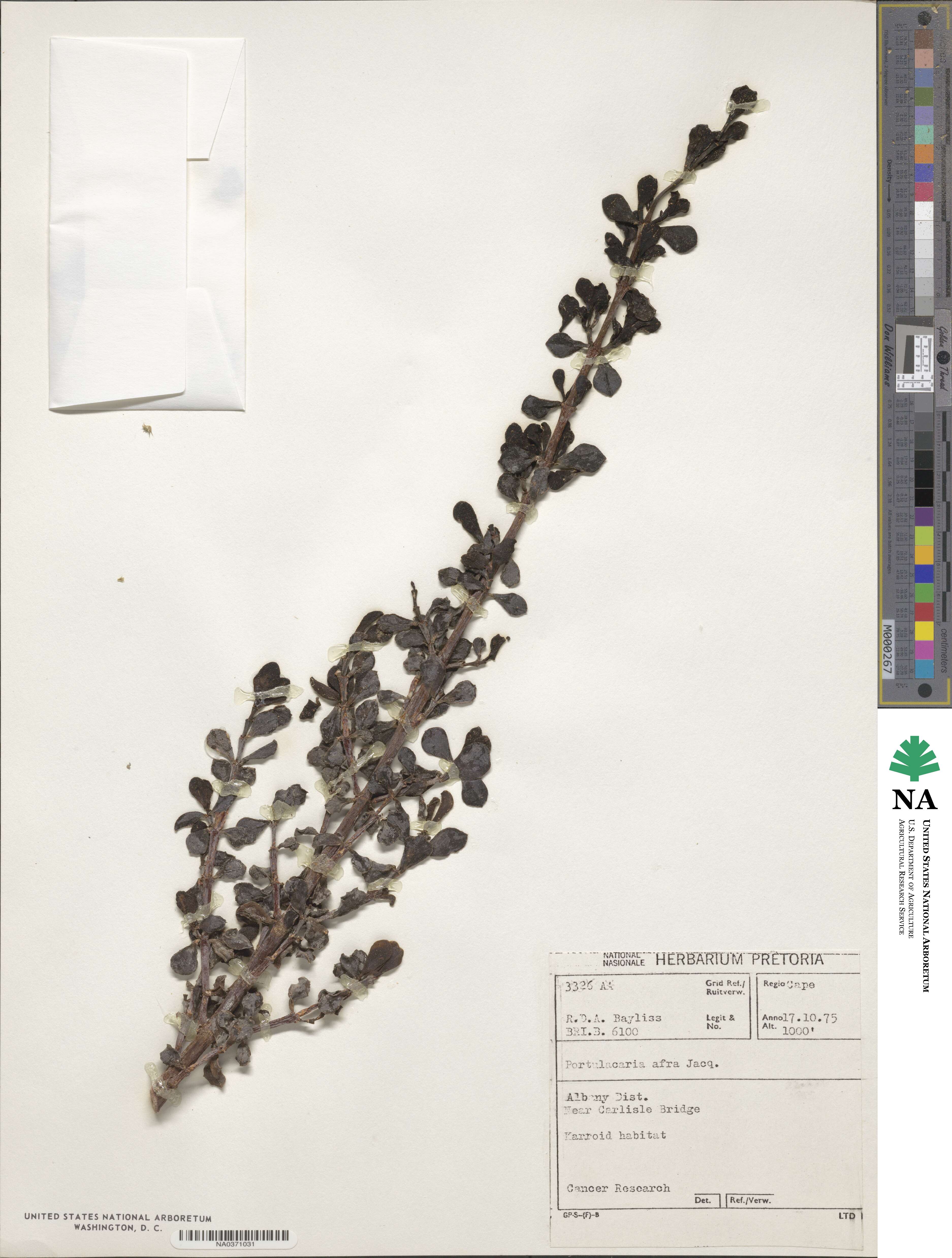 Portulacaria afra image