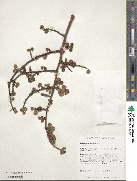 Portulacaria afra image