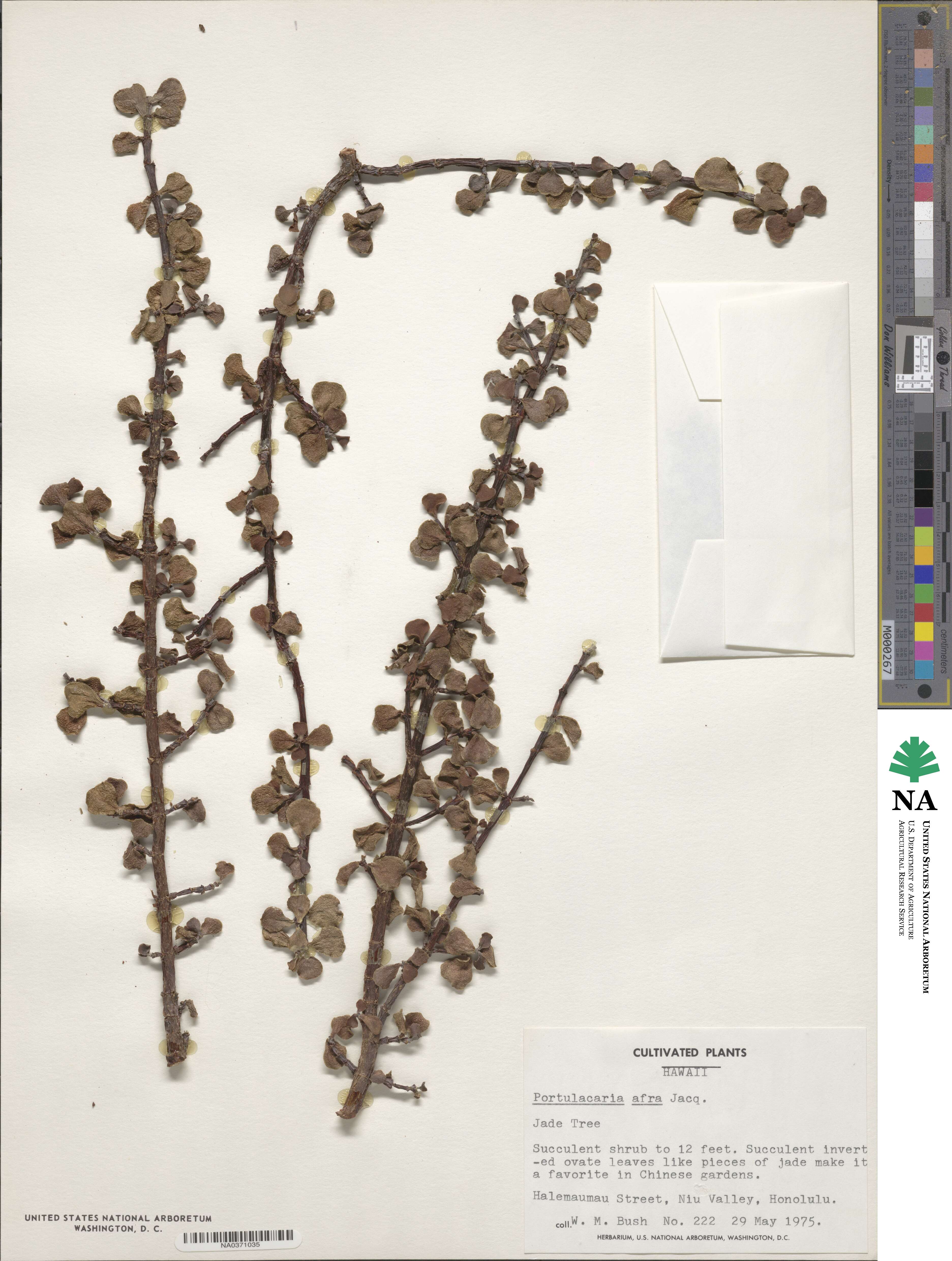 Portulacarioideae image