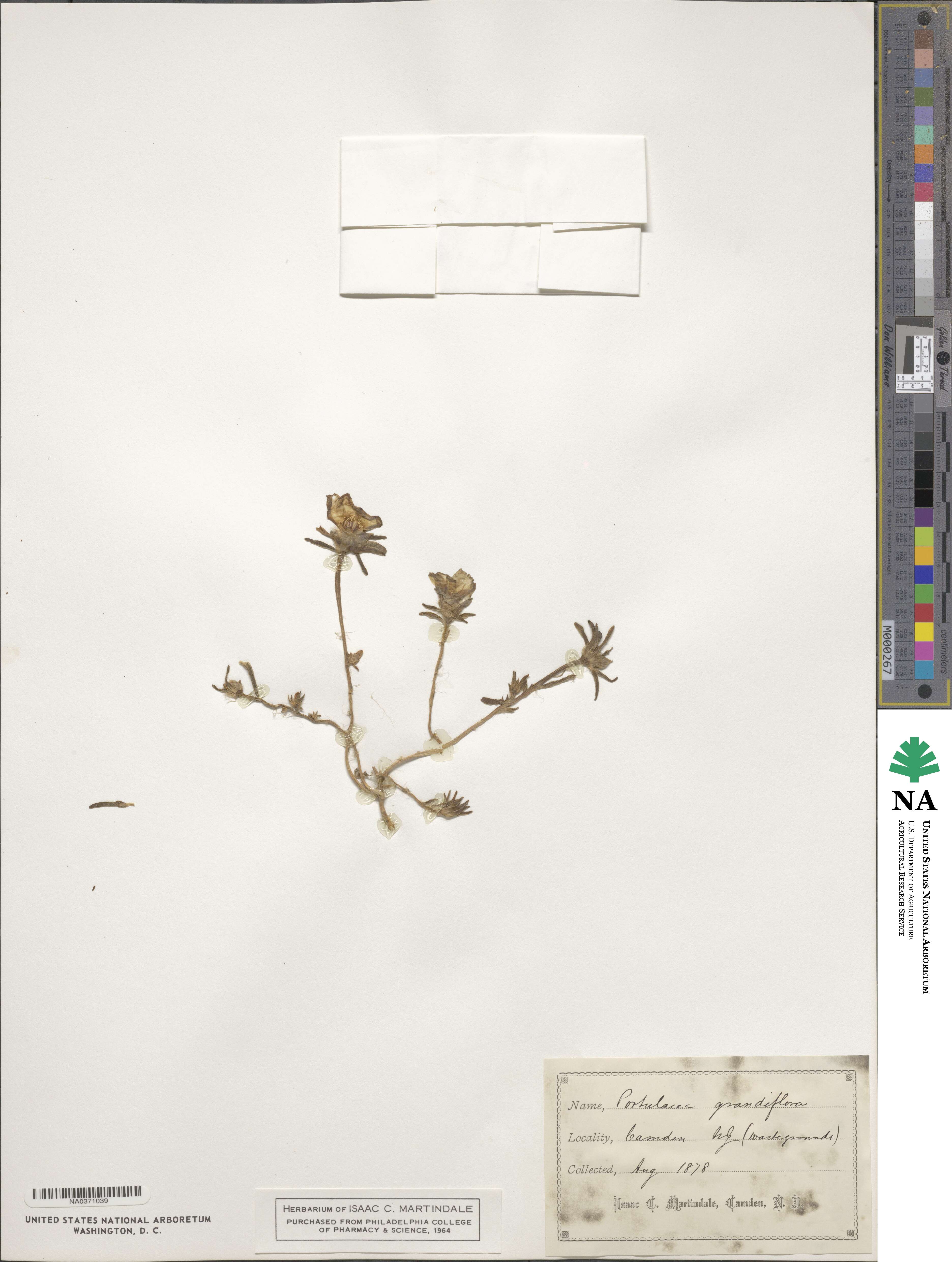 Portulaca grandiflora image
