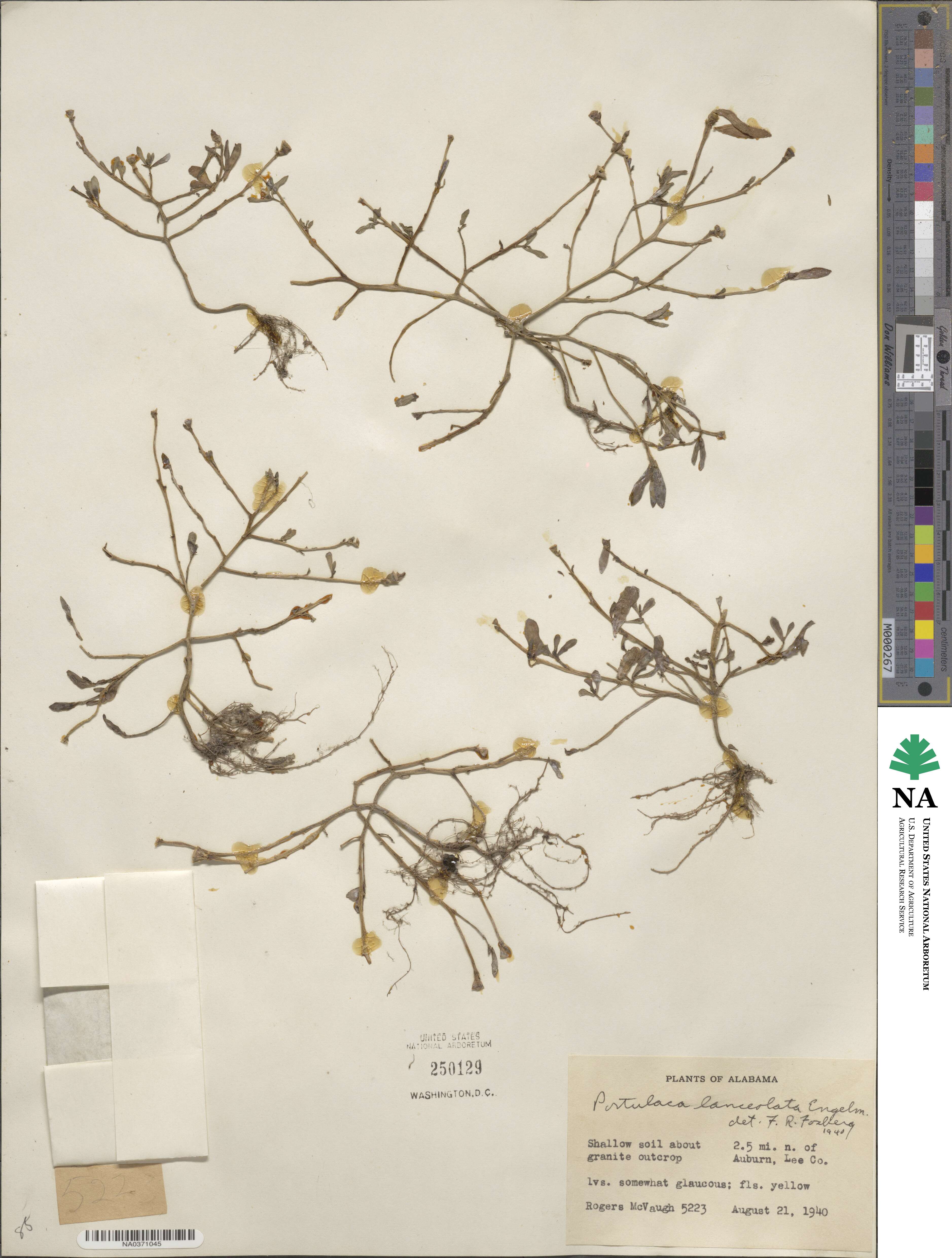 Portulaca lanceolata image