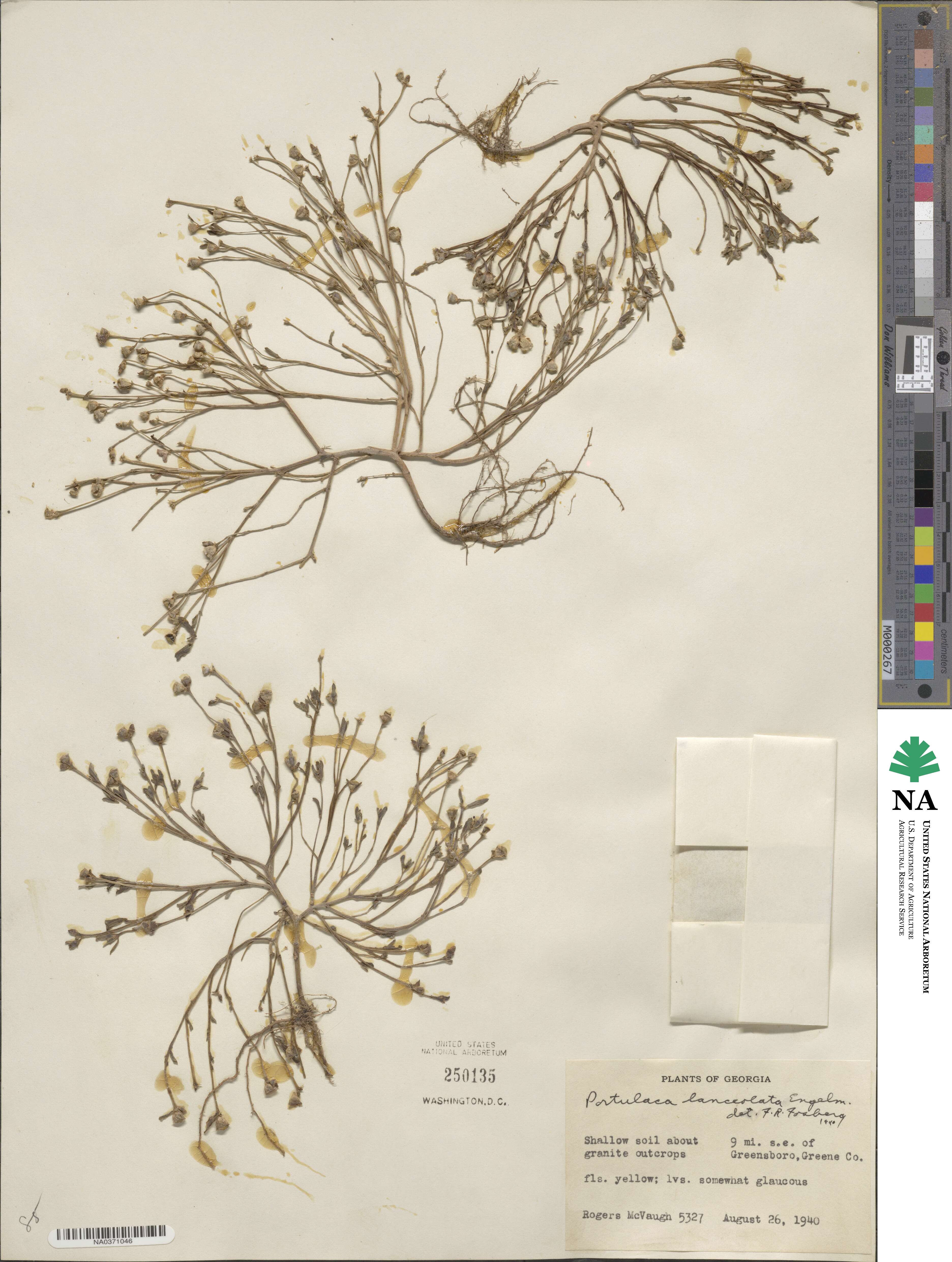 Portulaca lanceolata image