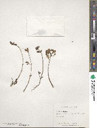 Portulaca oleracea image