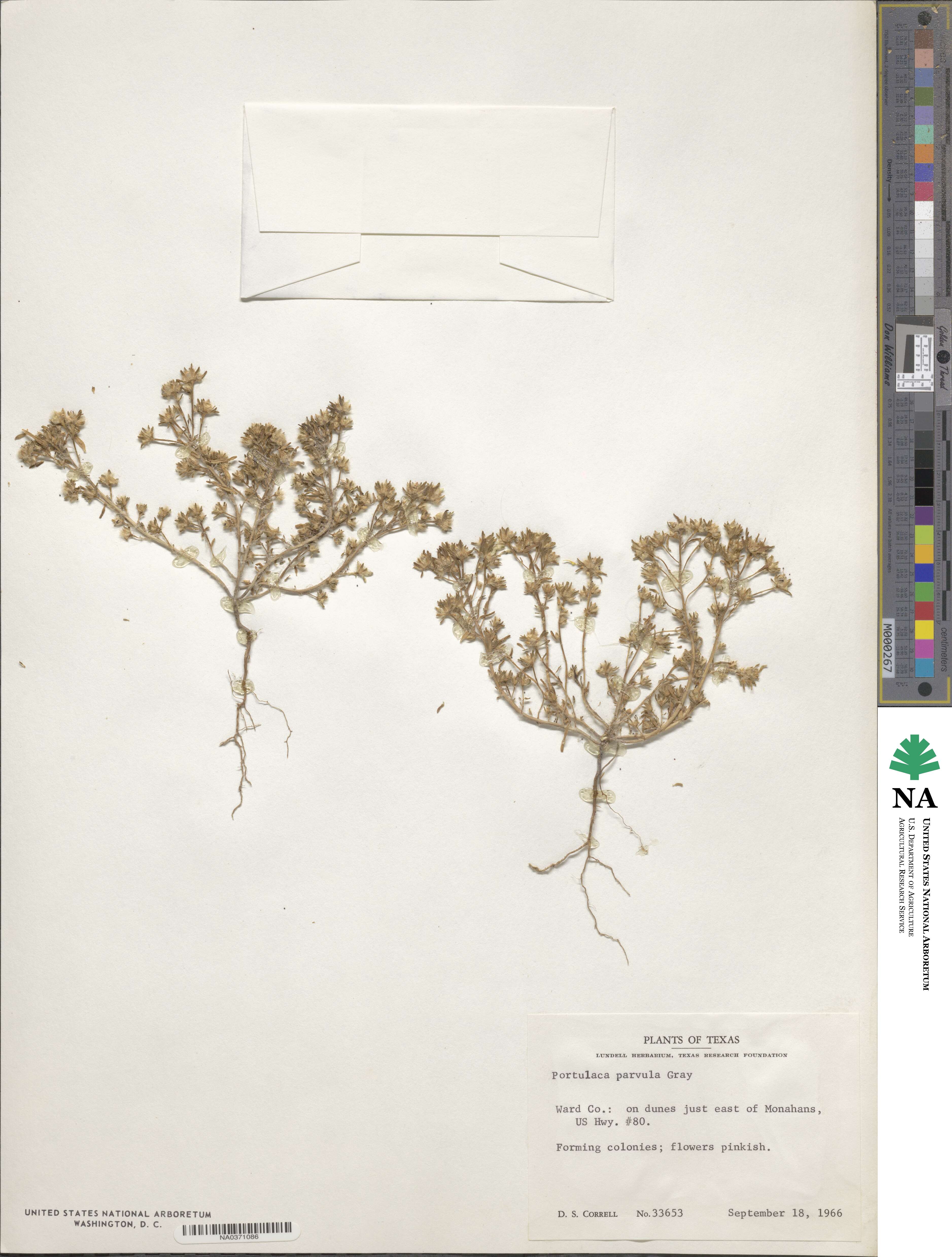 Portulaca halimoides image