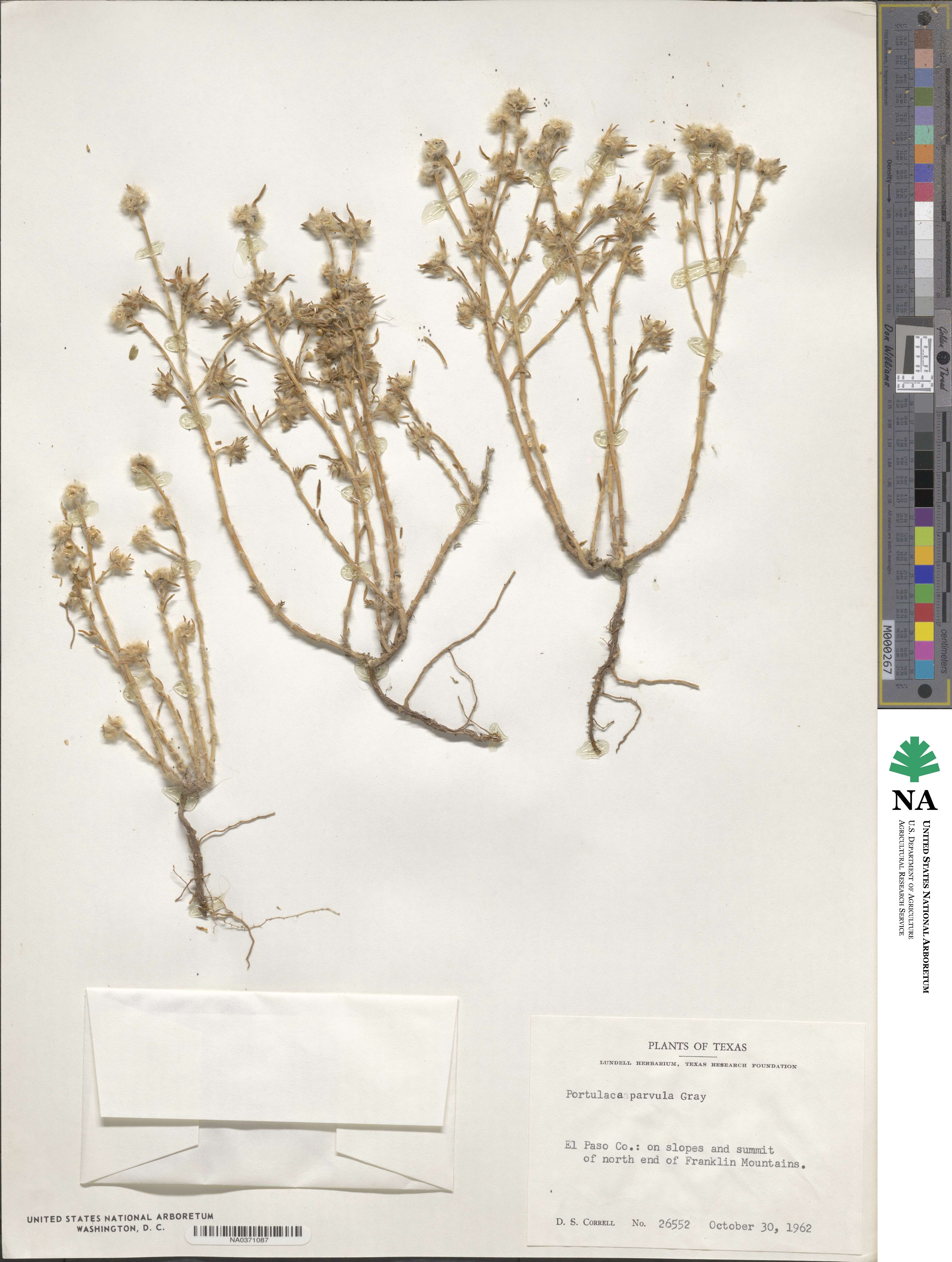 Portulaca halimoides image