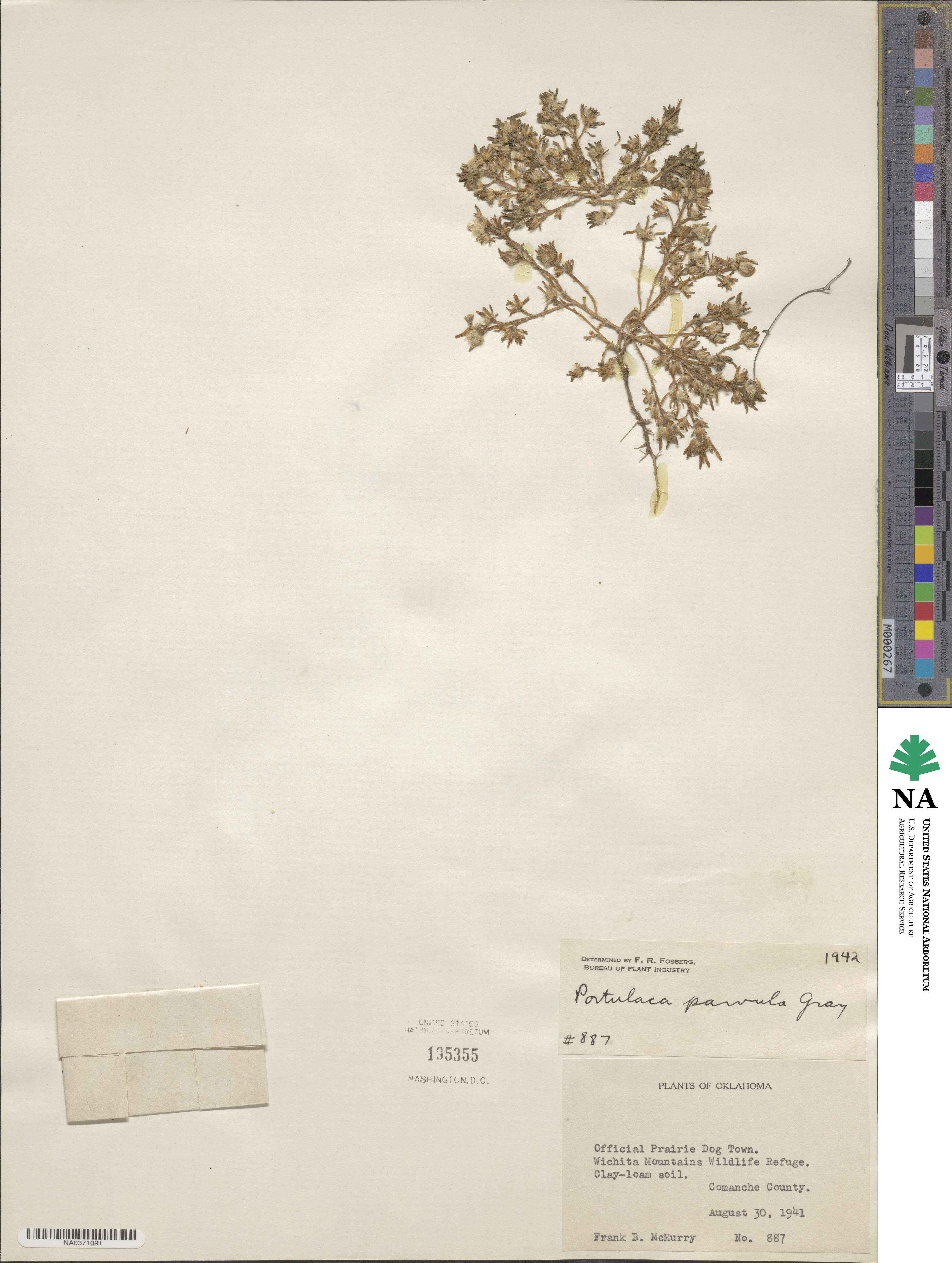 Portulaca halimoides image