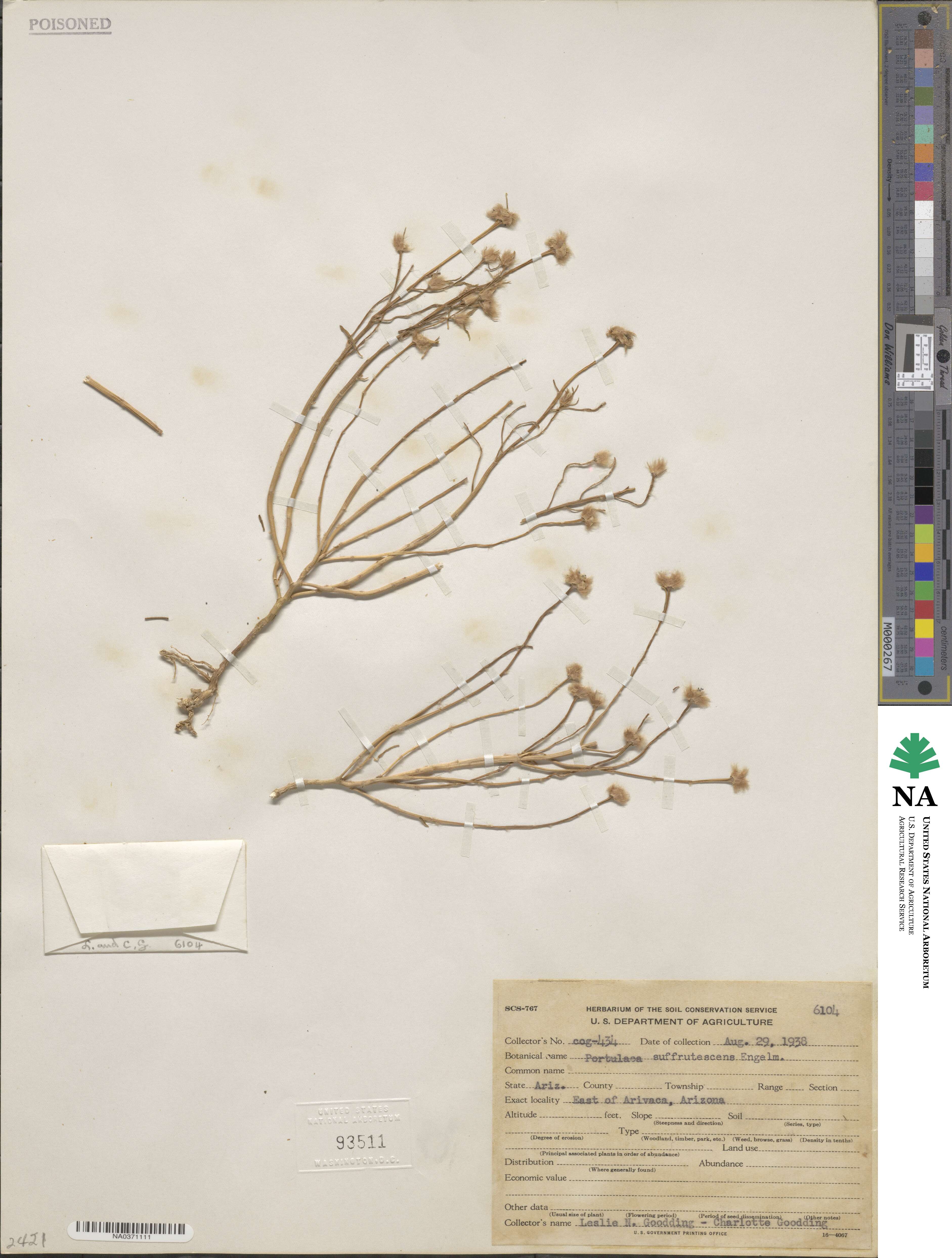 Portulaca suffrutescens image