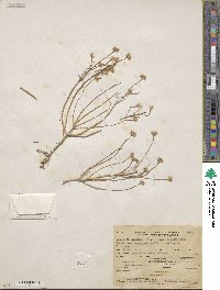 Portulaca suffrutescens image