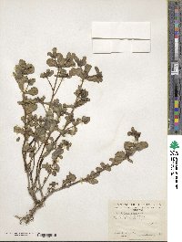 Portulaca oleracea image