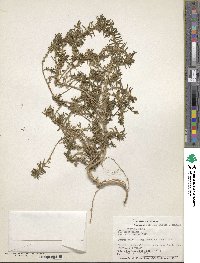 Portulaca pilosa image