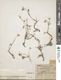 Portulaca suffrutescens image