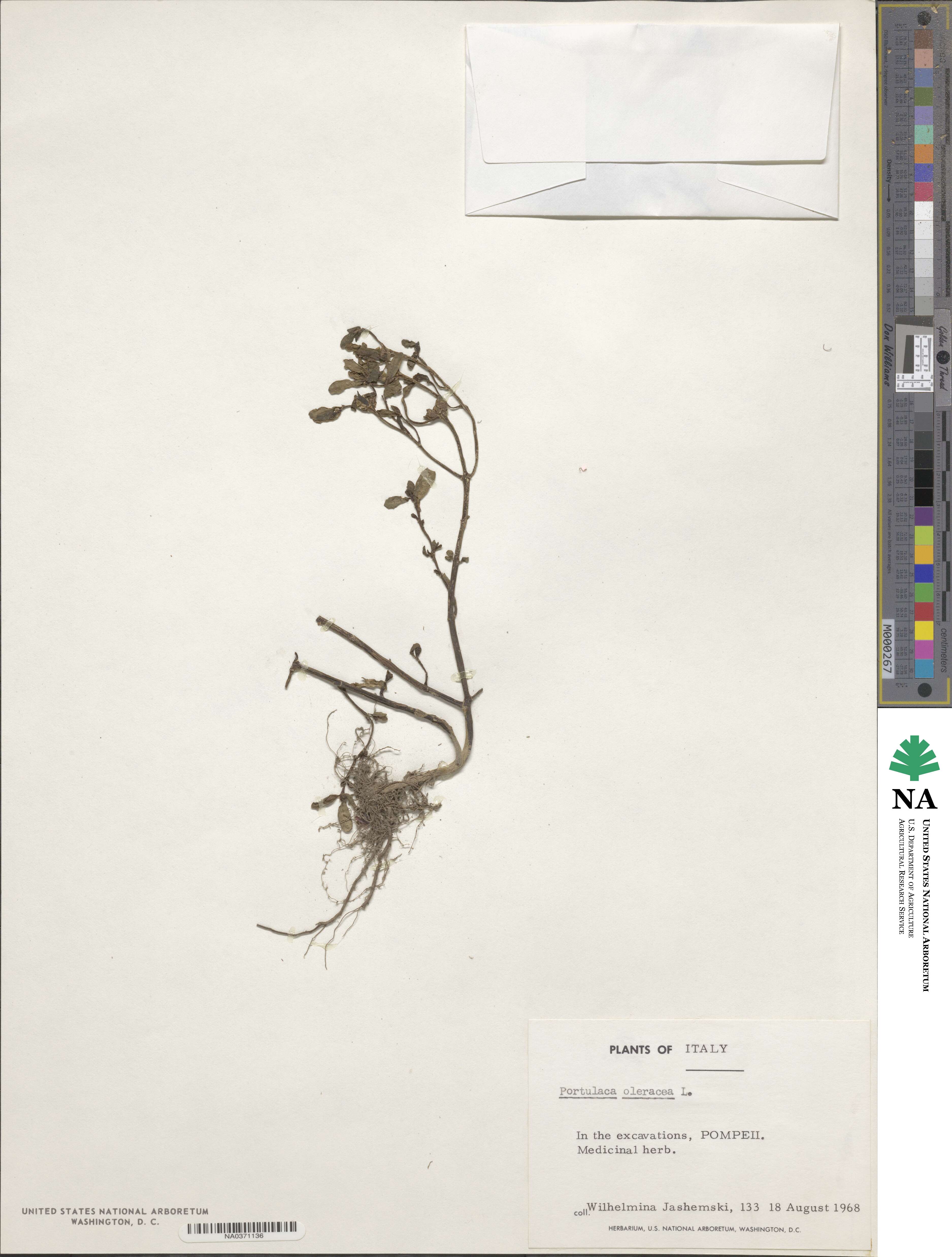 Portulacaceae image